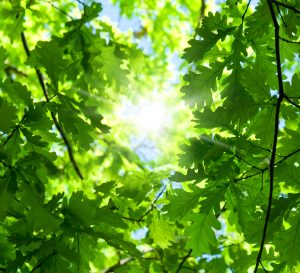 White Oak, a shade tree in Cincinnati,Ohio