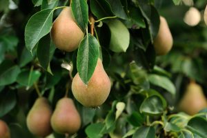 Selection of pear trees for gardeners featuring European and Asian pears, including espalier forms, with sweet fruit, sunny placement, and space-saving choices for edible landscapes.