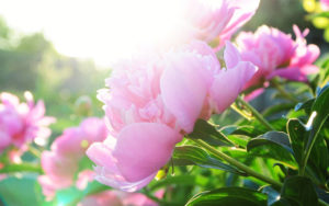 Blooming Plants Peonies in West Chester, Ohio