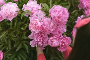 plant club member with peony, cincinnati