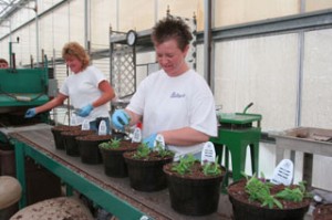 plants being planted on natorp's nursery