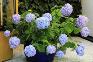 Perennial Container Garden in Cincinnati,Ohio