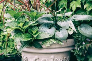 Perennial container garden with vibrant Coral Bells and Hostas from Natorp’s Nursery for Cincinnati gardeners