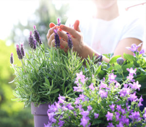 lavender plant and flowers