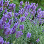 lavender plants in garden