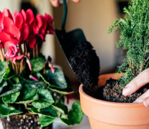 container gardening in cincinnati, ohio