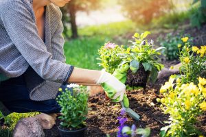 woman planting spring flowers