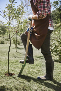 planting a tree in Cincinnati, Ohio