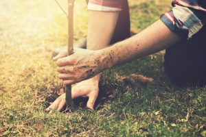 Planting a Tree in Cincinnati, Ohio