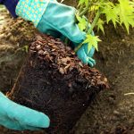 Planting a new evergreen tree during fall in Cincinnati garden