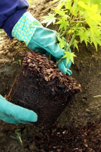 Planting a new evergreen tree during fall in Cincinnati garden