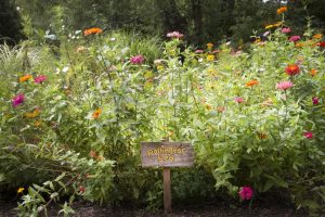 pollinator plants in garden with sign