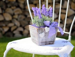 lavender plants in basket