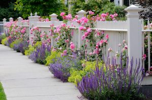 landscape design with roses and flowers.