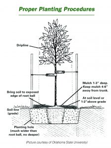 Image of Tree Planting
