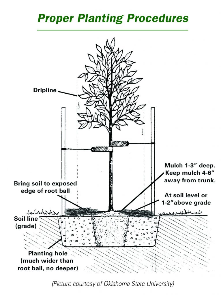 Image of how to plant new trees