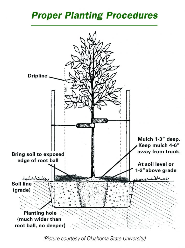 Image of how to plant new trees, cincinnati, ohio