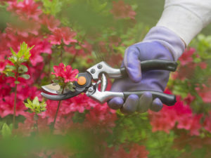 pruning flowers in garden