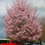 Pink Flair Sargent Cherry with orange-red fall foliage