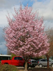 Pink Flair Sargent Cherry with orange-red fall foliage