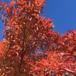 Chinkapin Oak with warm yellow bronze and brown fall foliage