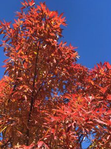 Chinkapin Oak with warm yellow bronze and brown fall foliage