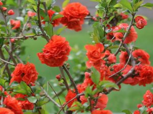 Quince Bush