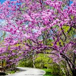 Eastern Redbud tree with heart-shaped leaves