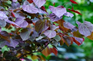 Cincinnati redbud tree in autumn with colorful seasonal foliage