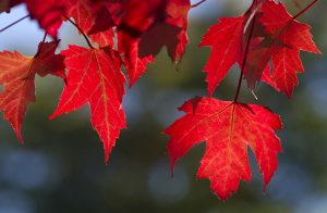 Leaf of Scarlet Oak Tree