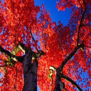 red maple tree in west chester, ohio