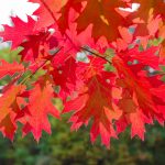 Northern Red Oak displaying red and russet fall foliage