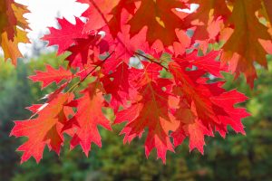 Northern Red Oak displaying red and russet fall foliage