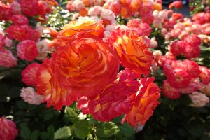 Healthy blooming roses in the Cincinnati garden