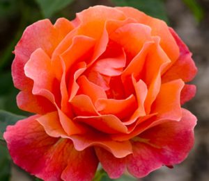 Roses in bloom at Natorp's Nursery Outlet, Mason, Ohio.