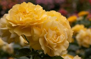 Julia Child roses and hydrangeas creating a thick, blooming privacy screen
