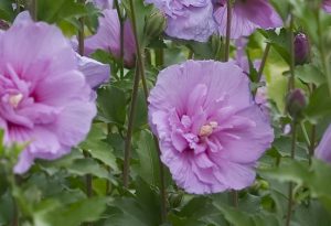 rose of sharon, cincinnati, ohio