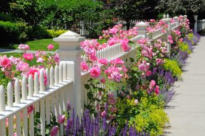 Roses in Garden, Cincinnati, Ohio