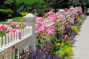 Roses in Garden, Cincinnati, Ohio