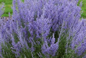 russian sage growing in landscape