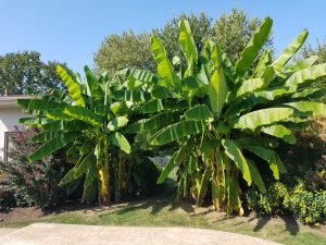 Northern Wonder Banana plant with large tropical leaves in Ohio garden