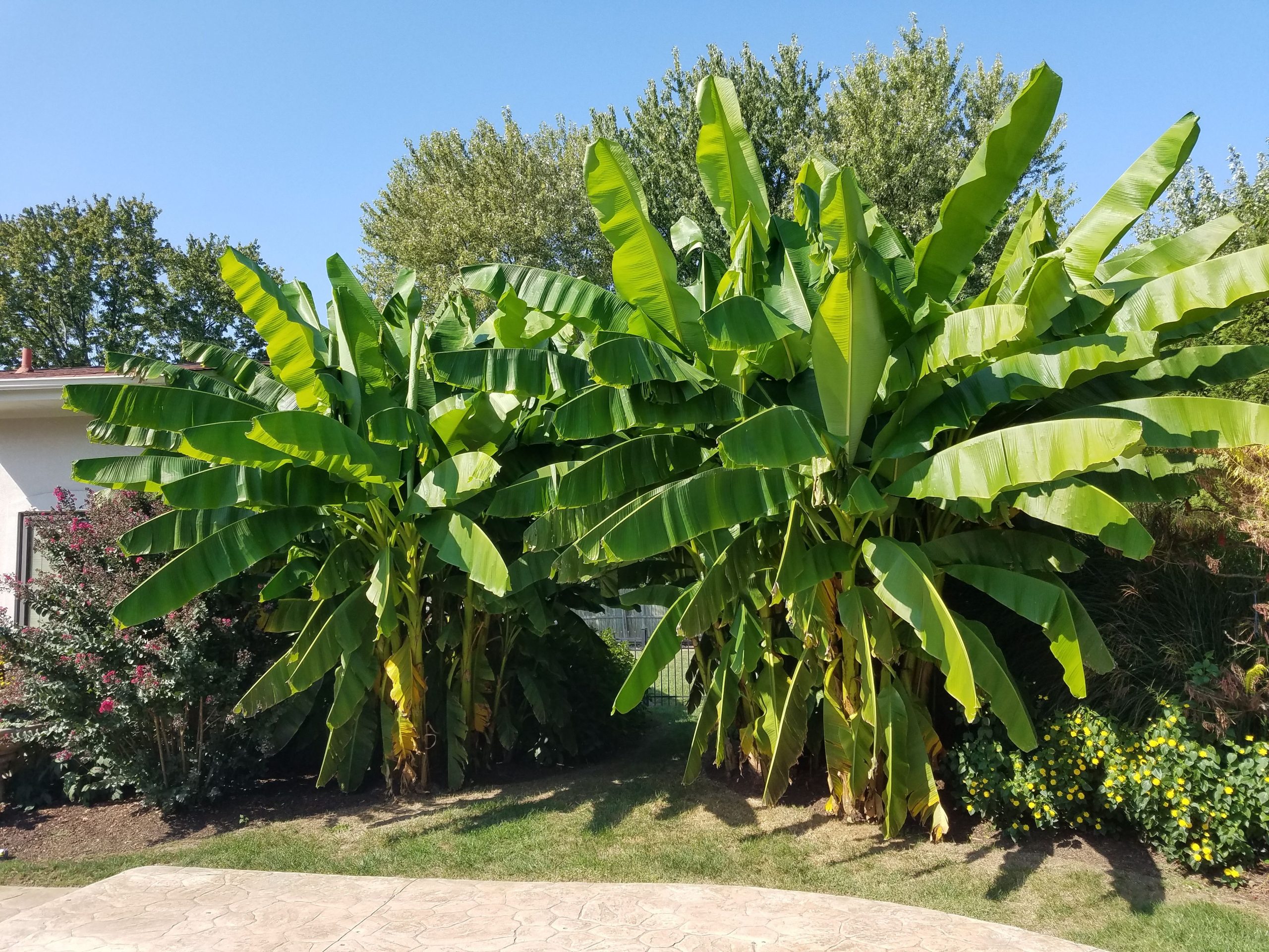 Northern Wonder Banana, Cincinnati, Ohio