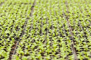 seedling growing in plant nursery