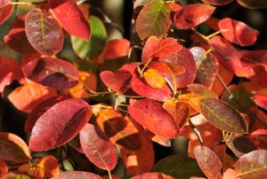 autumn brilliance serviceberry growing on plant nursery