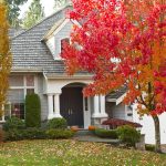 Vibrant red Maple tree in autumn color at Natorp’s Cincinnati Shade Tree Collection