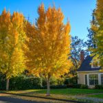 Golden Ginkgo shade tree adding curb appeal to a Cincinnati home
