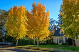 Golden Ginkgo shade tree adding curb appeal to a Cincinnati home