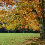 Northern Red Oak tree providing shade and comfort in a Cincinnati backyard