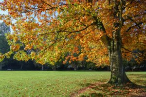 Northern Red Oak tree providing shade and comfort in a Cincinnati backyard