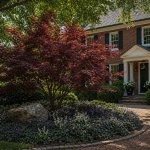 Tree Delivery and Installation in Cincinnati